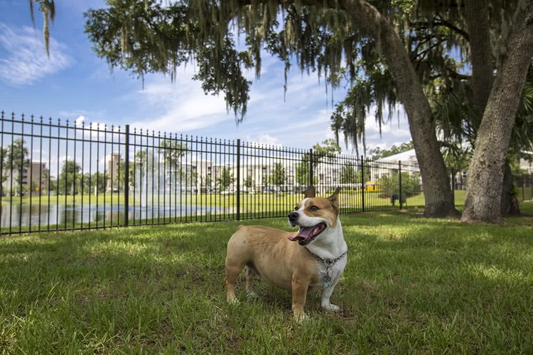 Bring your furry friend to our off leash dog park for some exercise.