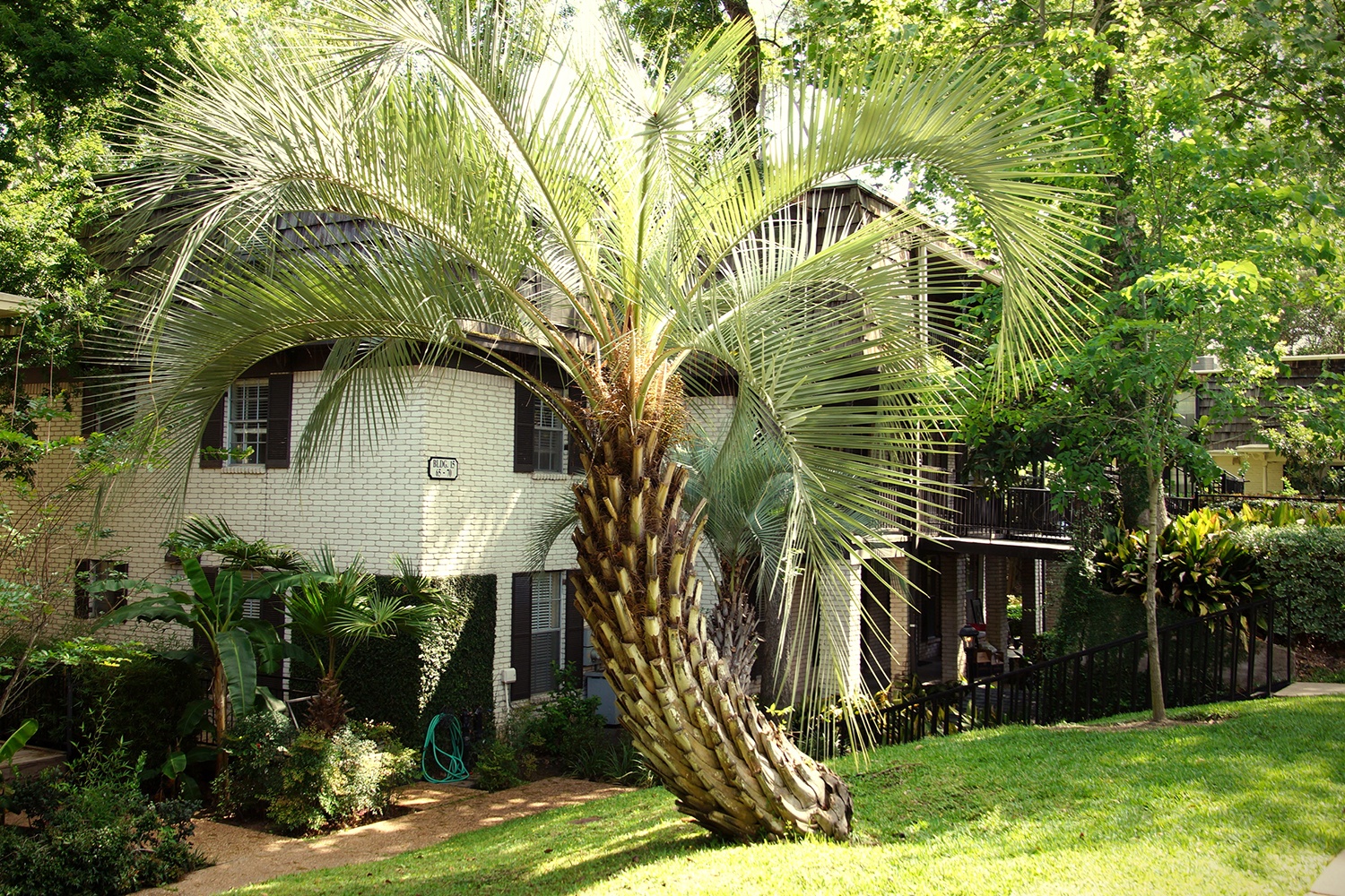 Memorial Creole Image 3