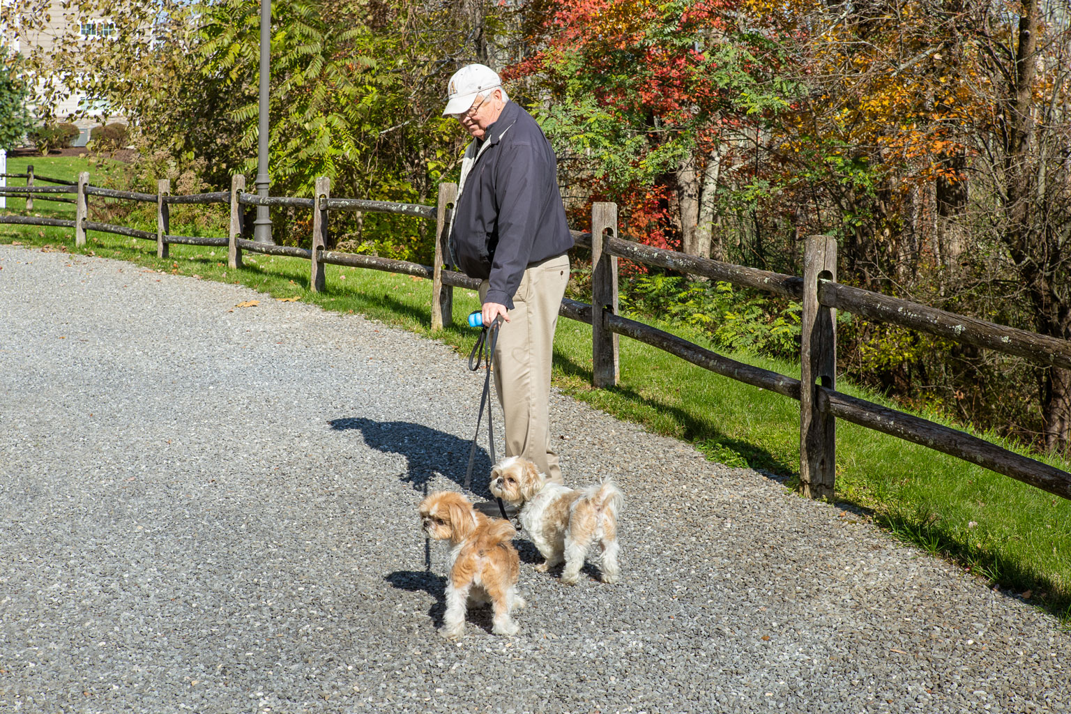 Dog Friendly Community