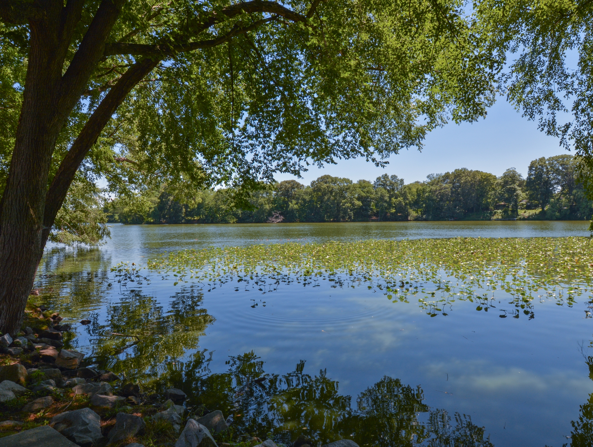 Lake Club Apartments Silver Lake