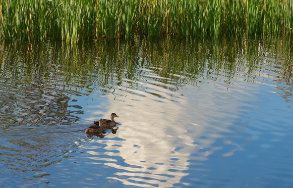 Camden Montague Image 27