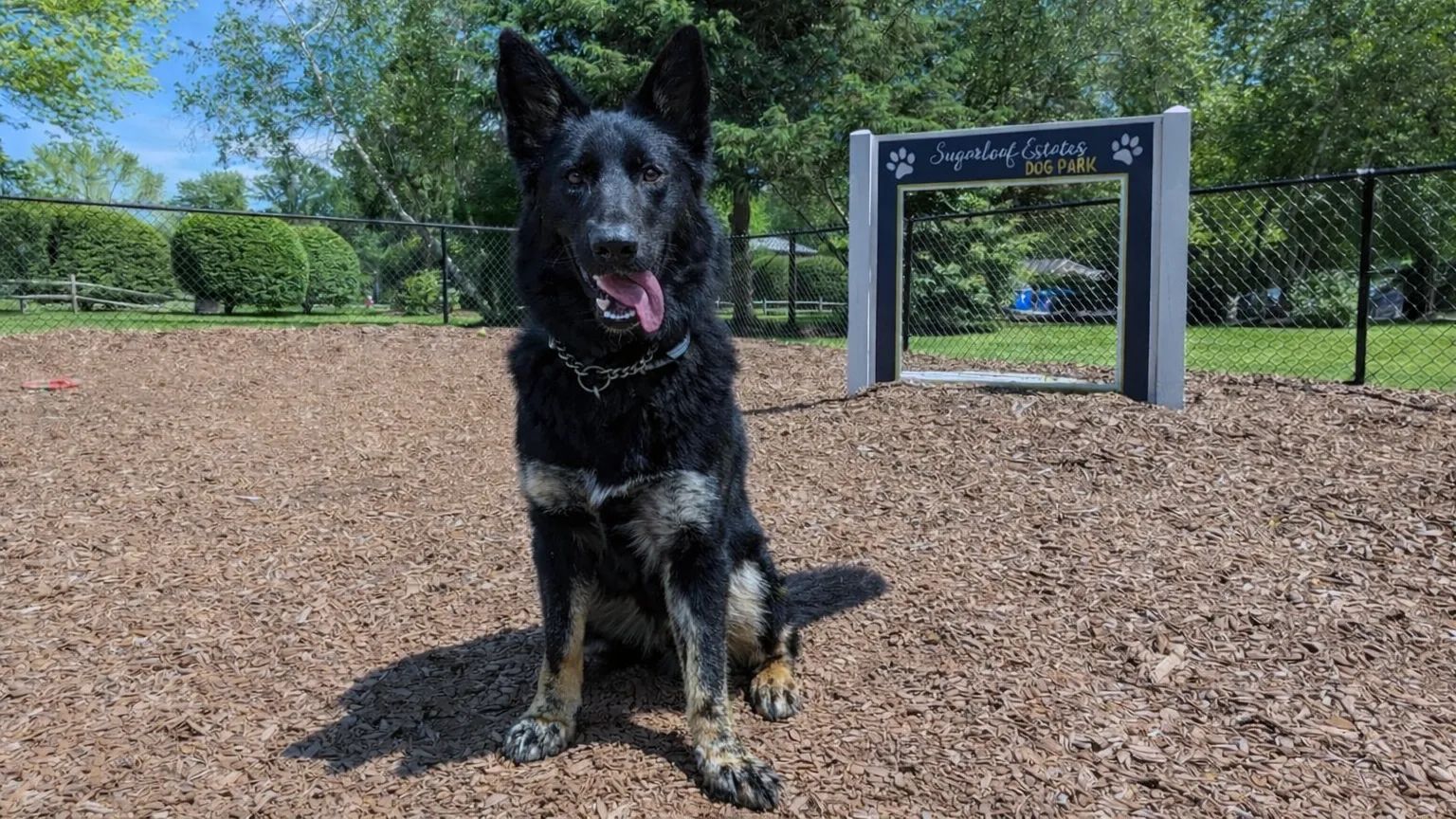 Dog Park