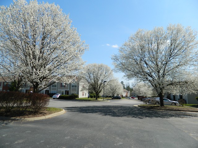 Pinetree Apartments Image 1
