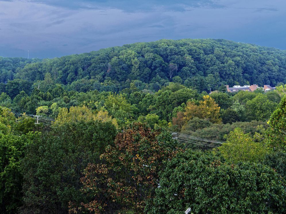 Woodland views from Avalon Hunt Valley 