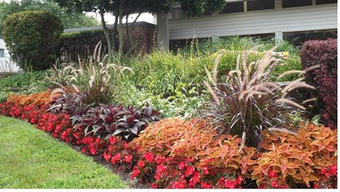 Villages on Maple Image 5