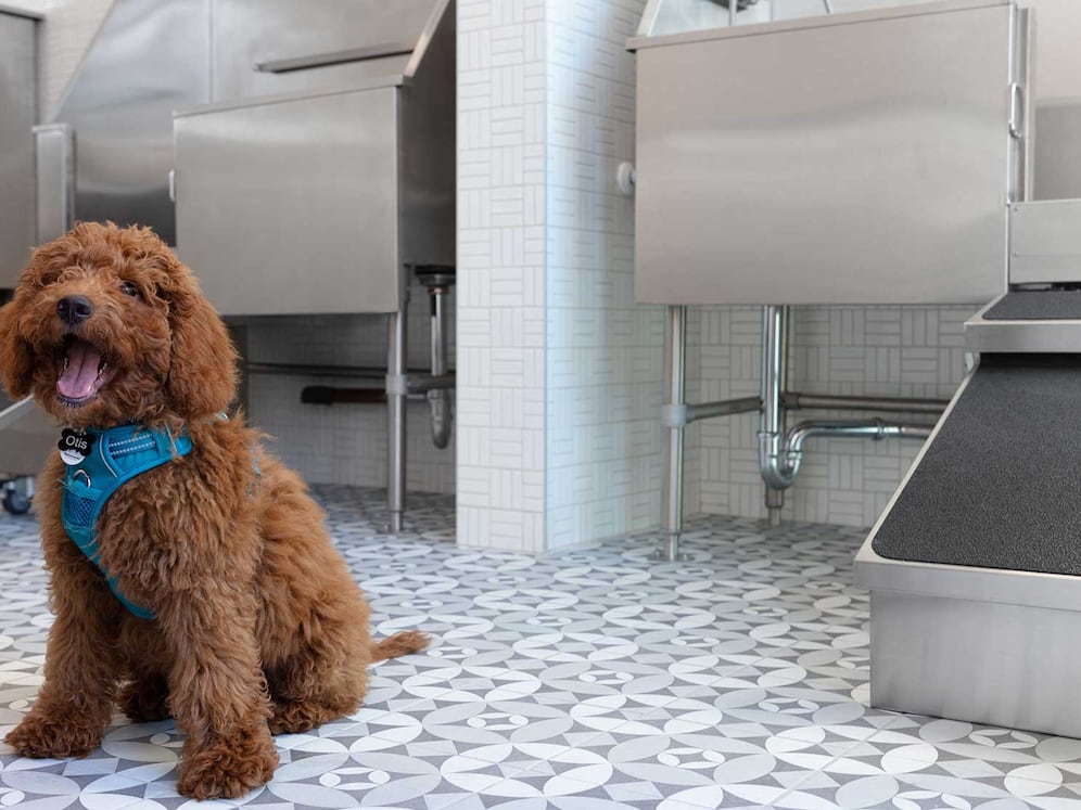 Phase II WAG Pet Spa