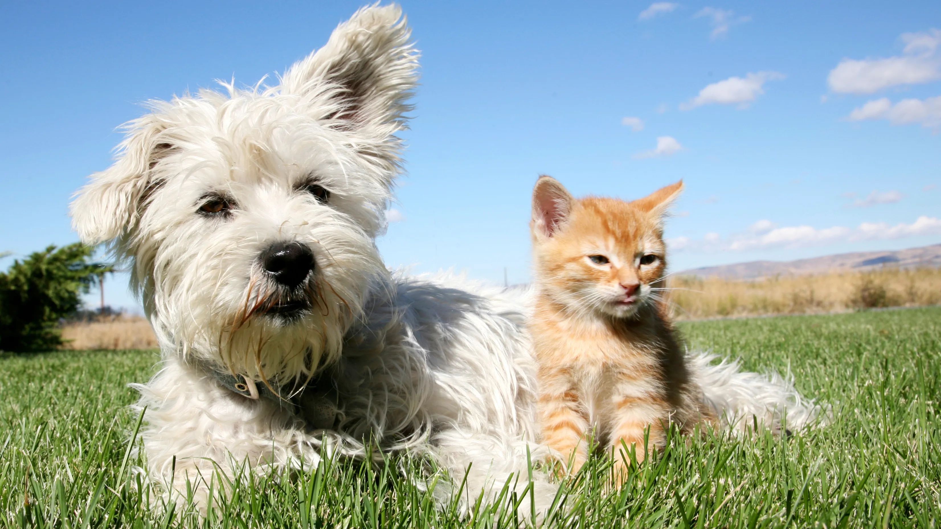 At Eden Pointe, we know pets are family - that's why we welcome pets of all sizes!