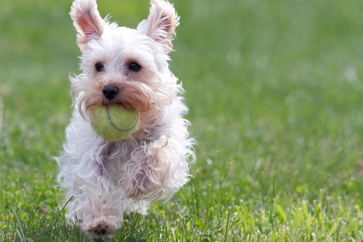 Camden Pecos Ranch Image 25
