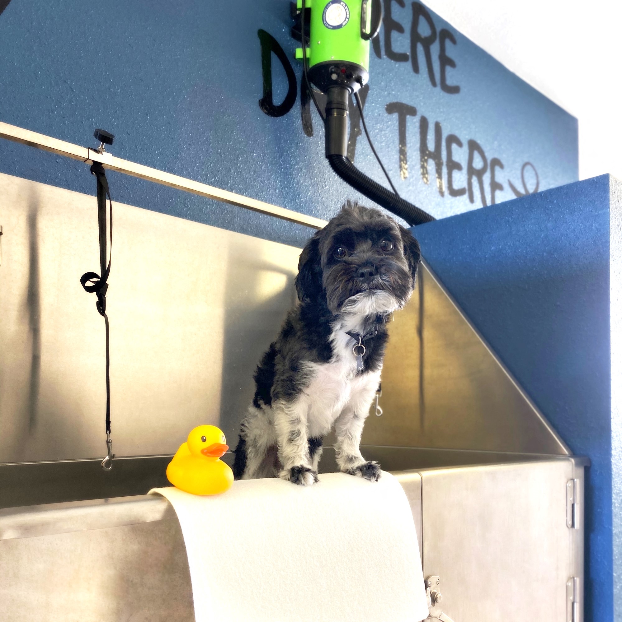 98Hundred Apartments Dog Washing Station with Dog